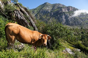 ESTIVE DANS LES HAUTES PYRENEES (65), MIDI PYRENEES, FRANCE 