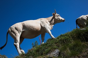 ESTIVE DANS LES HAUTES PYRENEES (65), MIDI PYRENEES, FRANCE 