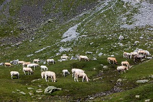 ESTIVE DANS LES HAUTES PYRENEES (65), MIDI PYRENEES, FRANCE 