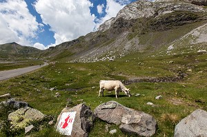ESTIVE DANS LES HAUTES PYRENEES (65), MIDI PYRENEES, FRANCE 