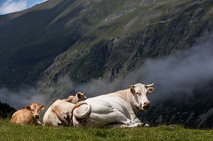 ESTIVE DANS LES HAUTES PYRENEES (65), MIDI PYRENEES, FRANCE 