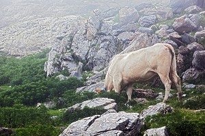 ESTIVE DANS LES HAUTES PYRENEES (65), MIDI PYRENEES, FRANCE 