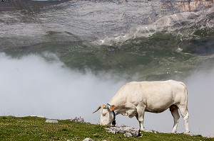 ESTIVE DANS LES HAUTES PYRENEES (65), MIDI PYRENEES, FRANCE 