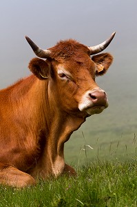 ESTIVE DANS LES HAUTES PYRENEES (65), MIDI PYRENEES, FRANCE 