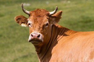 ESTIVE DANS LES HAUTES PYRENEES (65), MIDI PYRENEES, FRANCE 
