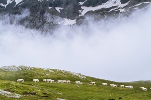 ESTIVE DANS LES HAUTES PYRENEES (65), MIDI PYRENEES, FRANCE 