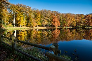COULEURS D'AUTOMNE DANS LE PERCHE, (61) ORNE, BASSE NORMANDIE, FRANCE