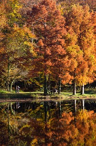 COULEURS D'AUTOMNE DANS LE PERCHE, (61) ORNE, BASSE NORMANDIE, FRANCE 