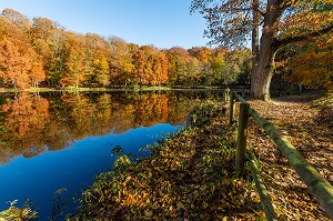 COULEURS D'AUTOMNE DANS LE PERCHE, (61) ORNE, BASSE NORMANDIE, FRANCE 