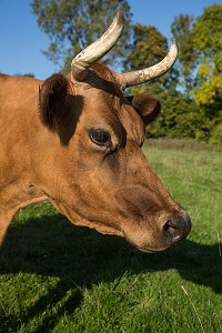 VACHES NORMANDES, (61) ORNE, BASSE NORMANDIE, FRANCE 