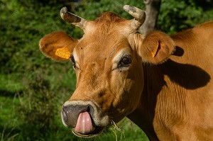 VACHES NORMANDES, (61) ORNE, BASSE NORMANDIE, FRANCE 