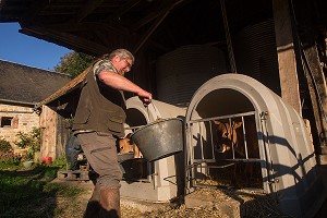 VACHES NORMANDES, (61) ORNE, BASSE NORMANDIE, FRANCE 