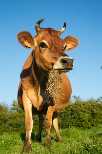 VACHES NORMANDES, (61) ORNE, BASSE NORMANDIE, FRANCE 
