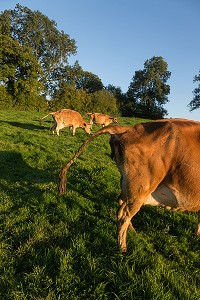 VACHES NORMANDES, (61) ORNE, BASSE NORMANDIE, FRANCE 