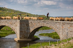 FETE DE LA TRANSHUMANCE, LOZERE (48), FRANCE 