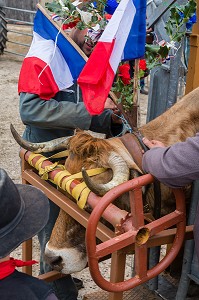 FETE DE LA TRANSHUMANCE, LOZERE (48), FRANCE 