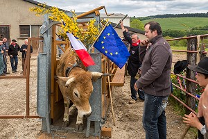 FETE DE LA TRANSHUMANCE, LOZERE (48), FRANCE 