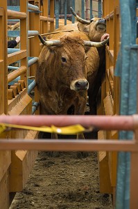FETE DE LA TRANSHUMANCE, LOZERE (48), FRANCE 