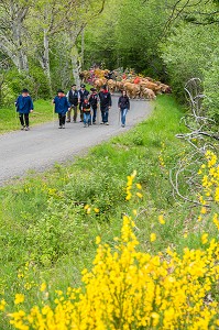 FETE DE LA TRANSHUMANCE, LOZERE (48), FRANCE 