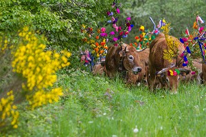 FETE DE LA TRANSHUMANCE, LOZERE (48), FRANCE 