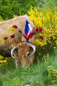 FETE DE LA TRANSHUMANCE, LOZERE (48), FRANCE 