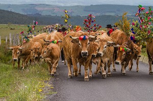 FETE DE LA TRANSHUMANCE, LOZERE (48), FRANCE 