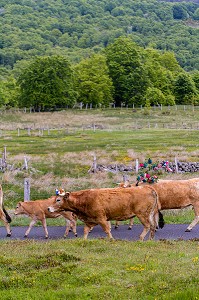 FETE DE LA TRANSHUMANCE, LOZERE (48), FRANCE 