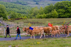 FETE DE LA TRANSHUMANCE, LOZERE (48), FRANCE 