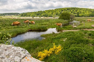 ILLUSTRATION VACHES DE RACE AUBRAC, LOZERE (48), FRANCE 