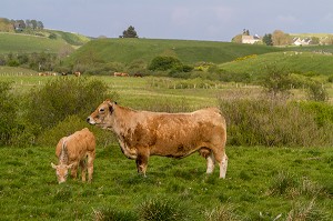 ILLUSTRATION VACHES DE RACE AUBRAC, LOZERE (48), FRANCE 