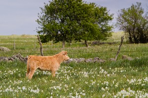 ILLUSTRATION VACHES DE RACE AUBRAC, LOZERE (48), FRANCE 