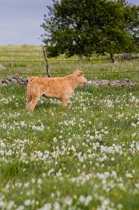 ILLUSTRATION VACHES DE RACE AUBRAC, LOZERE (48), FRANCE 