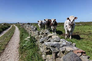 L'ELEVAGE DE BOVINS EN NORMANDIE 