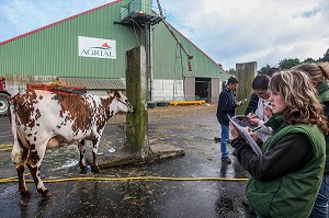 L'ELEVAGE DE BOVINS EN NORMANDIE 
