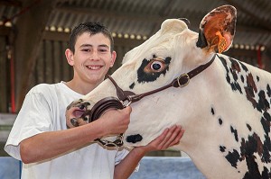 L'ELEVAGE DE BOVINS EN NORMANDIE 