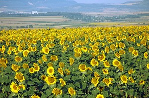 PAYSAGE DE CHAMPS DE TOURNESOL, REGION D'ANTONOVO, BULGARIE, EUROPE