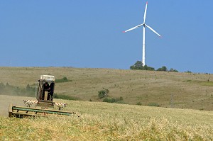 RECOLTE AVEC MOISSONNEUSE BATTEUSE, EOLIENNE EN ARRIERE PLAN, REGION D'ANTONOVO, BULGARIE, EUROPE