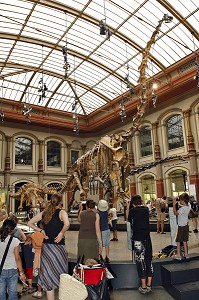 BRACHIOSAURUS BRANCAI DE 23 M DE LONG, MUSEUM D'HISTOIRE NATURELLE, MUSEUM FUR NATURKUNDE, BERLIN, ALLEMAGNE 