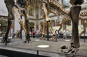 BRACHIOSAURUS BRANCAI DE 23 M DE LONG, MUSEUM D'HISTOIRE NATURELLE, MUSEUM FUR NATURKUNDE, BERLIN, ALLEMAGNE 