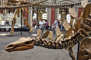 BRACHIOSAURUS BRANCAI DE 23 M DE LONG, MUSEUM D'HISTOIRE NATURELLE, MUSEUM FUR NATURKUNDE, BERLIN, ALLEMAGNE 