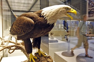 AIGLE A COL BLANC, MUSEUM D'HISTOIRE NATURELLE, MUSEUM FUR NATURKUNDE, BERLIN, ALLEMAGNE 