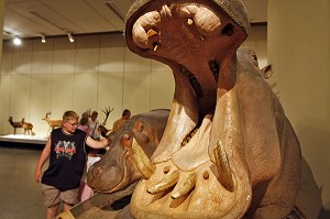 HIPPOPOTAME, MUSEUM D'HISTOIRE NATURELLE, MUSEUM FUR NATURKUNDE, BERLIN, ALLEMAGNE 
