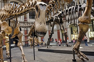 BRACHIOSAURUS BRANCAI DE 23 M DE LONG, MUSEUM D'HISTOIRE NATURELLE, MUSEUM FUR NATURKUNDE, BERLIN, ALLEMAGNE 