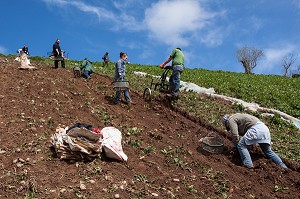 ILE DE JERSEY, ILES ANGLO-NORMANDES 