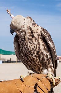 ILLUSTRATION QATAR, GOLFE PERSIQUE, MOYEN-ORIENT 