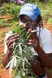 PRODUCTION DE MARIJUANA, JAMAIQUE, CARAIBES 