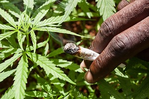 PRODUCTION DE MARIJUANA, JAMAIQUE, CARAIBES 