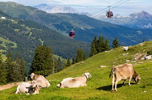 VACHES PAISSANT SUR UN ALPAGE DES ALPES SUISSES AVEC DES CABINES DE TELEPHERIQUE ET LA MONTAGNE EN FOND, STATION DE LENZERHEIDE, CANTON DES GRISONS, ALPES SUISSES, SUISSE 