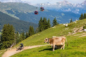 VACHES REGARDANT PASSER UN VETETISTE QUI DESCEND LE LONG D'UNE PISTE DE VTT AMENAGEE SUR UN ALPAGE, STATION DE LENZERHEIDE, CANTON DES GRISONS, ALPES SUISSES, SUISSE 