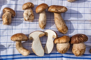 CEPES EN VENTE SUR LE MARCHE DE SAINT-GALL, MARAICHER, ALIMENTATION, CHAMPIGNONS, SANKT-GALLEN, SAINT-GALL, CANTON DE SAINT-GALL, SUISSE 